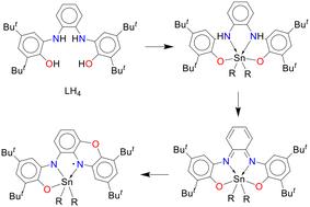 Stepwise transformation of a redox-active tetradentate ONNO ligand in the coordination sphere of tin(iv)†
