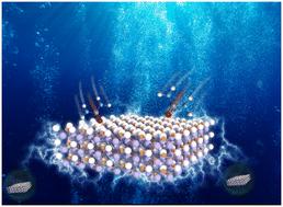 Regulating Ni2P electronic structure and morphology with cobalt: a one-step route to enhanced electrocatalytic urea oxidation and water splitting†