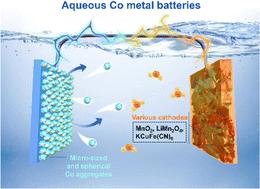 Cobalt metal enables ultrahigh-efficiency, long-life, and dendrite-free aqueous multivalent batteries†