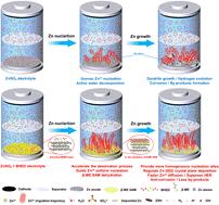 Multifunctional additives with dynamic sacrificial S–S bonds for building self-assembled monolayers of Zn-ion batteries with improved stability and longevity†