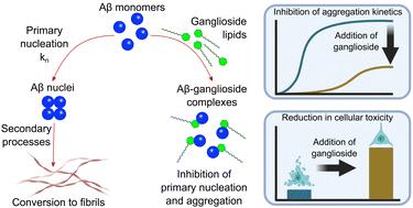 Ganglioside lipids inhibit the aggregation of the Alzheimer's amyloid-β peptide†