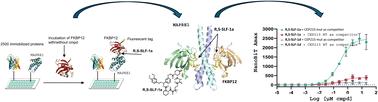 Identification and characterization of ternary complexes consisting of FKBP12, MAPRE1 and macrocyclic molecular glues†