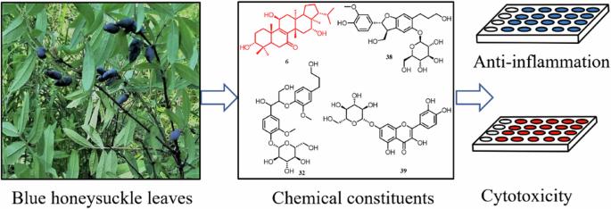 Identification of the chemical composition of blue honeyberry leaves (Lonicera caerulea L. var. edulis) and their anti-inflammatory activity