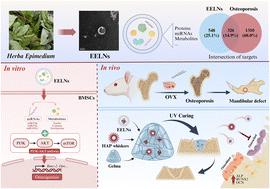 A comprehensive study on Herba Epimedium-derived extracellular nanovesicles as a prospective therapy for alveolar bone regeneration in postmenopausal osteoporosis†