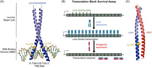An Intracellular Peptide Library Screening Platform Identifies Irreversible Covalent Transcription Factor Inhibitors