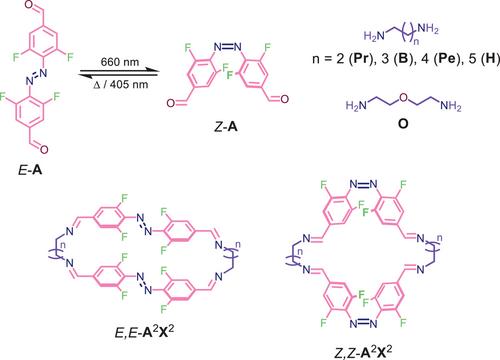 Visible-Light Switchable Rings and Chains in Dynamic Covalent Imine Chemistry