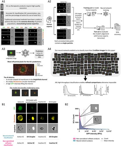 Scaling Up Synthetic Cell Production Using Robotics and Machine Learning Toward Therapeutic Applications
