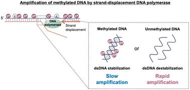 Detection of CpG methylation based on the change in amplification efficiency of strand-displacement DNA polymerase by CpG methylation†