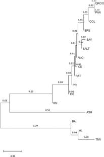 Identification of octopus species and genetic structure of Octopus insularis in the western Atlantic
