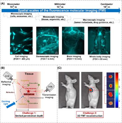 Advances of Fluorescence Molecular Imaging: NIR-II Window, Probes, and Tomography