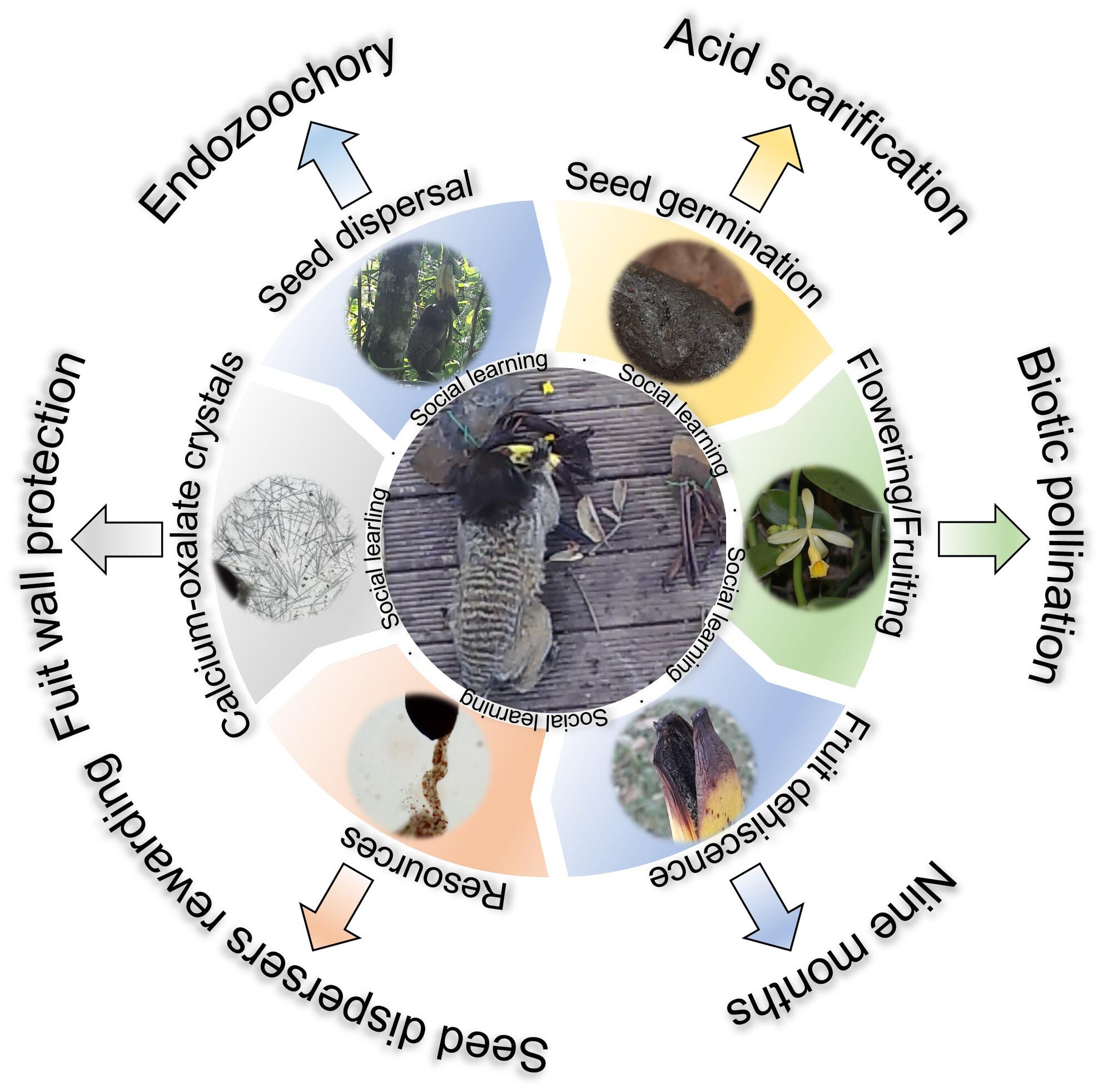 Monkey as seed dispersers of Neotropical Vanilla involves social learning