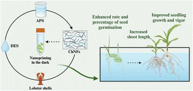 Chitin nanofibers derived from deep eutectic solvent extraction and ammonium persulfate oxidation as a seed nanopriming agent for microgreen growth enhancement