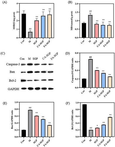 Structural Characterization, Phenolic Acid Modification, and Antioxidant Activities of Polysaccharide From Mogroside Waste Liquid of Siraitia grosvenorii
