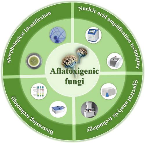 Research Advances on Identification and Detection Methods for Aflatoxigenic Fungi