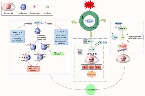 Development and Application of Polyphenols in Food: A Comprehensive Review