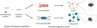 Architectural control of rod-coil block polypeptide thermoresponsive self-assembly via de novo design of coiled-coil orientation†