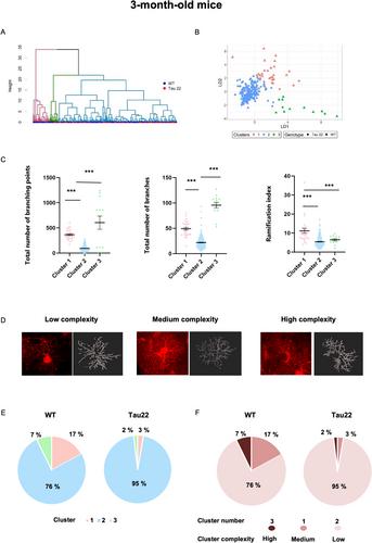 Hippocampal Astrocyte Morphology Follows an Unexpected Trajectory With Age in a Transgenic Rodent Model of Tauopathy