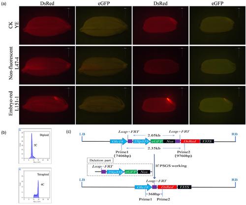 Efficient clonal seeds sorting for apomictic hybrid rice using a pollen-specific gene switch system