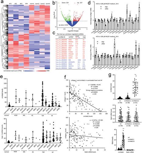 A Novel Protein NAB1-356 Encoded by circRNA circNAB1 Mitigates Atrial Fibrillation by Reducing Inflammation and Fibrosis