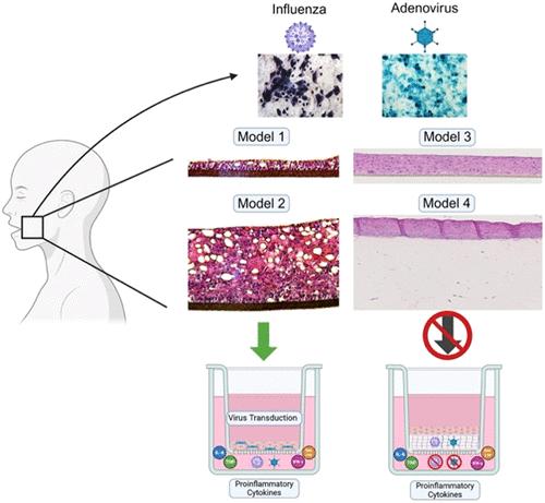 Assessment of In Vitro Models of the Human Buccal Mucosa for Vaccine and Adjuvant Development