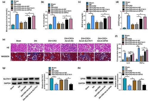 Cordycepin ameliorates diabetic nephropathy injury by activating the SLC7A11/GPX4 pathway