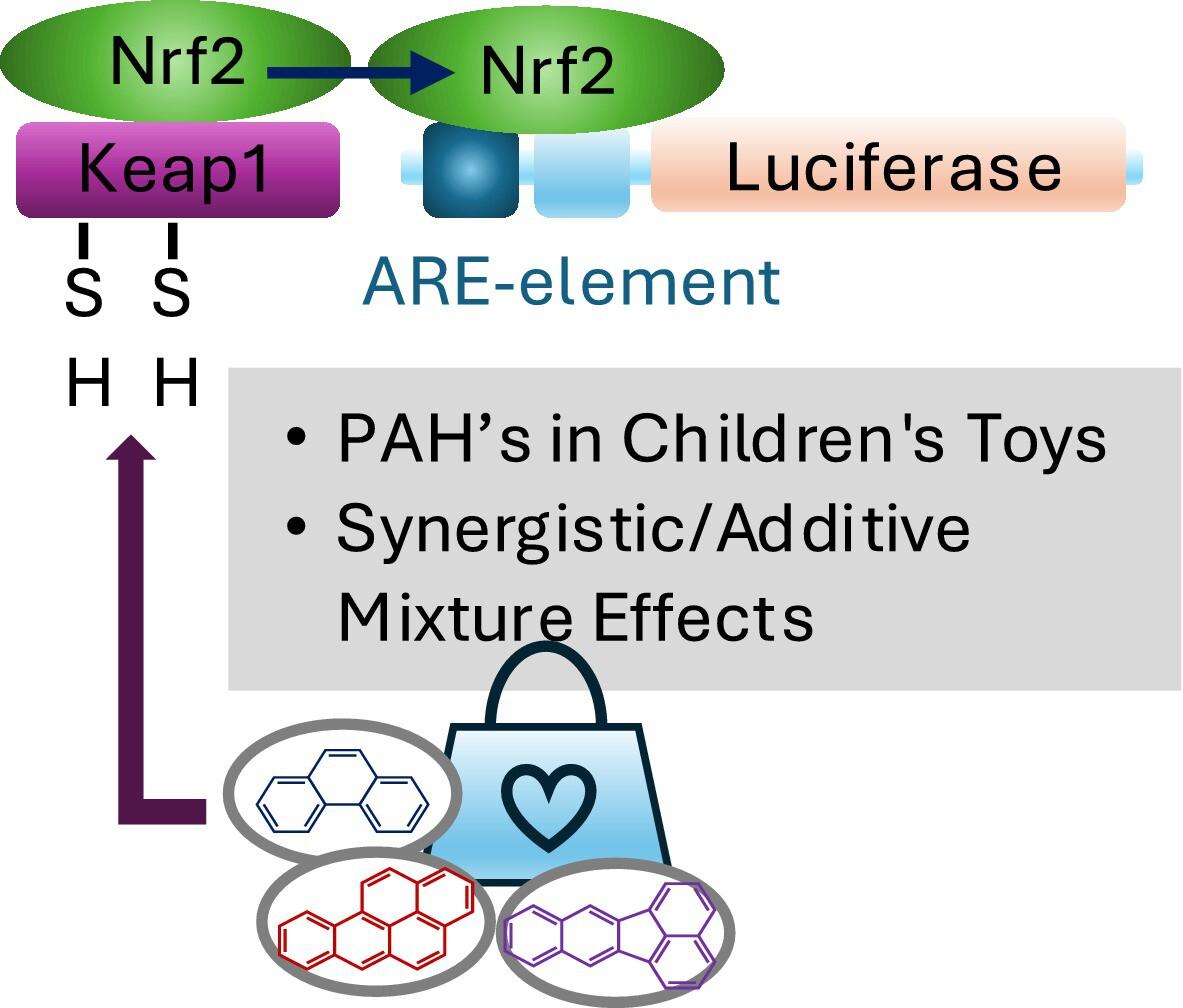Exploring the Activation of the Keap1-Nrf2-ARE Pathway by PAHs in Children's Toys
