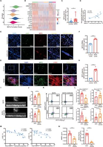 MMP9High Neutrophils are Critical Mediators of Neutrophil Extracellular Traps Formation and Myocardial Ischemia/Reperfusion Injury