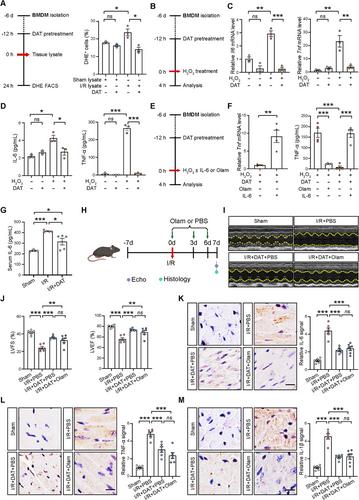 Flavonifractor Plautii or Its Metabolite Desaminotyrosine as Prophylactic Agents for Alleviating Myocardial Ischemia/Reperfusion Injury