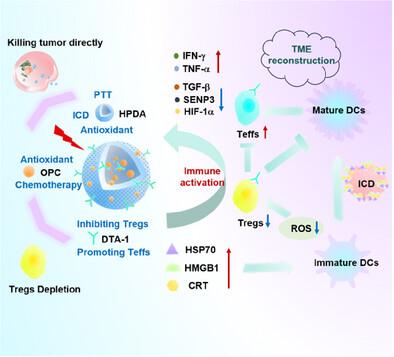 Engineered Hollow Nanocomplex Combining Photothermal and Antioxidant Strategies for Targeted Tregs Depletion and Potent Immune Activation in Tumor Immunotherapy