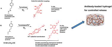 Iron(ii)-catalysed tyrosinase crosslinked hyaluronic acid hydrogel for the controlled release of human antibodies†