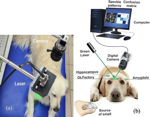Sensing Dog Brain Reactions to Smell by AI Speckle Pattern Analysis