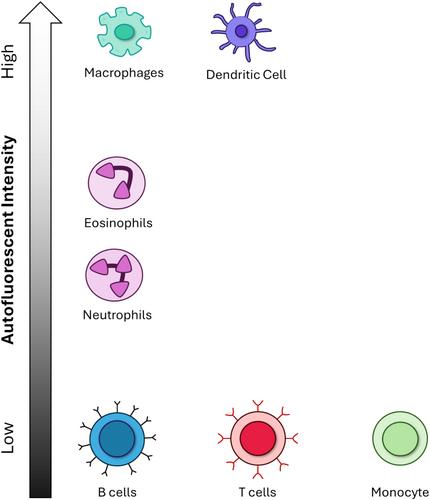 Illuminating Immunity: A Systematic Review of Immune Cell Autofluorescence