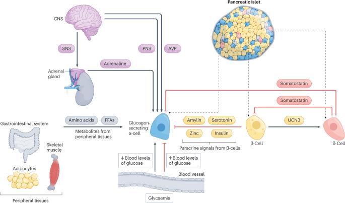 Islet hormones at the intersection of glucose and amino acid metabolism