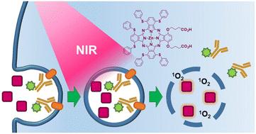Near-infrared photochemical internalization: design of a distorted zinc phthalocyanine for efficient intracellular delivery of immunotoxins†