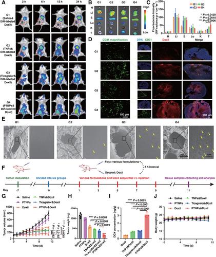 Surface-Anchored Ticagrelor Gelatin Nanoparticles-Platelets System for Enhanced Anti-PD-L1 Therapy Response and Boosted Chemotherapeutic Efficacy of Nanomedicines