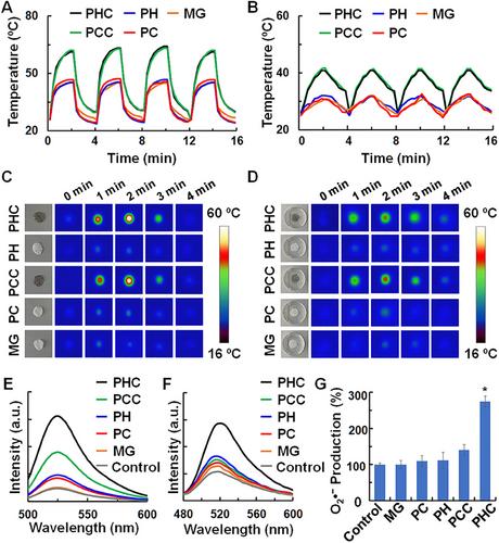 Multifunctional PHC Bandage for Accelerated Wound Healing in Movable Parts
