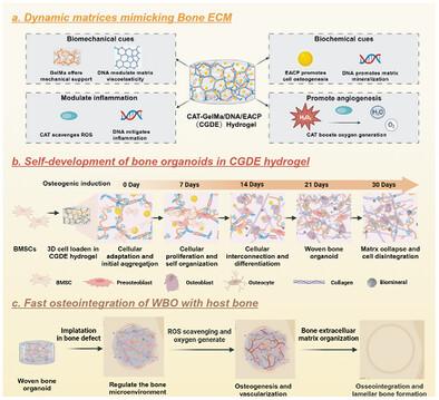 Dynamic GelMA/DNA Dual-Network Hydrogels Promote Woven Bone Organoid Formation and Enhance Bone Regeneration