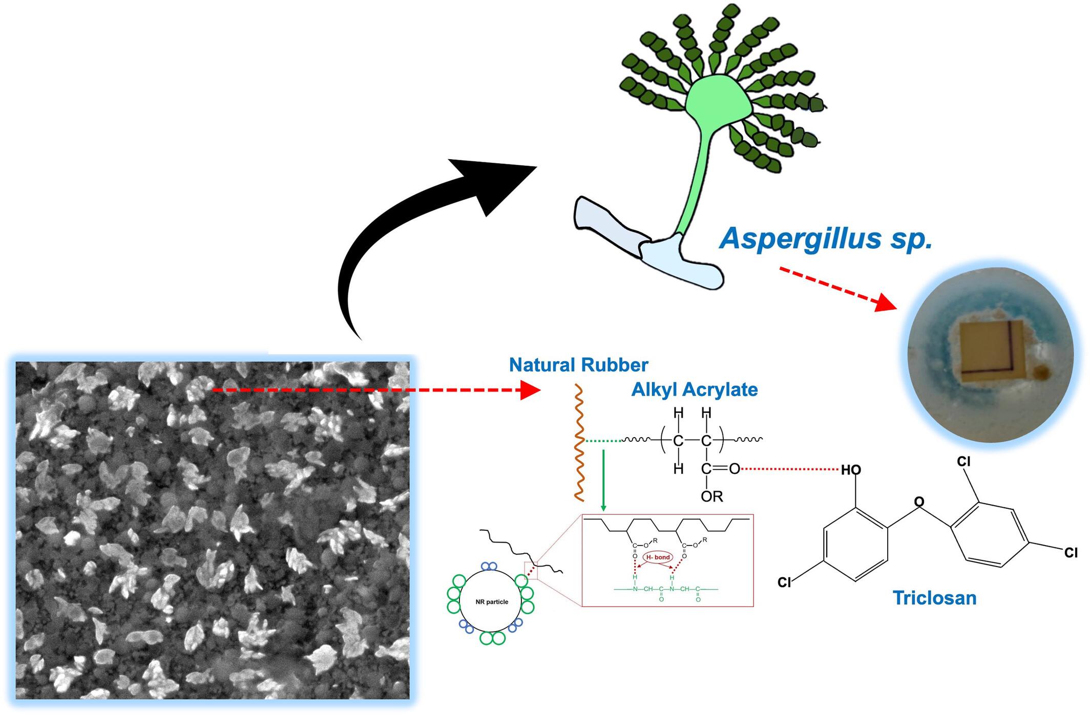 A flower-like morphology in natural rubber latex film binder: Mechanical and antifungal characteristics