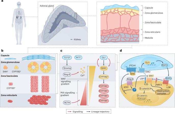 Adrenocortical stem cells in health and disease