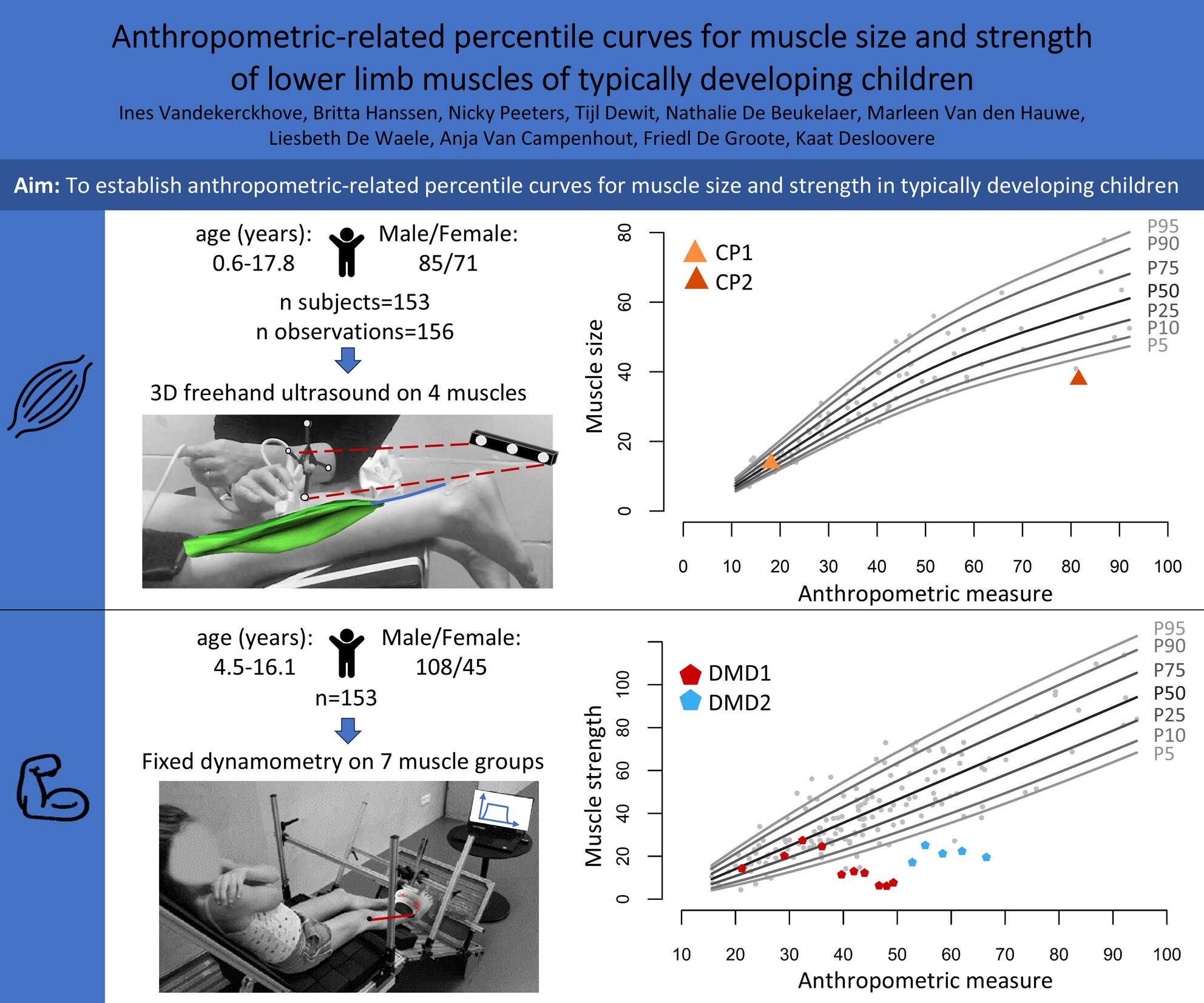 Anthropometric-related percentile curves for muscle size and strength of lower limb muscles of typically developing children