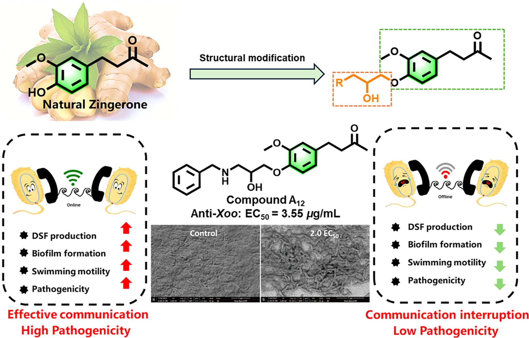 DSF-inspired discovery of novel zingerone-based quorum-sensing inhibitors: an attractive tactic of fighting Xanthomonas bacterial infections