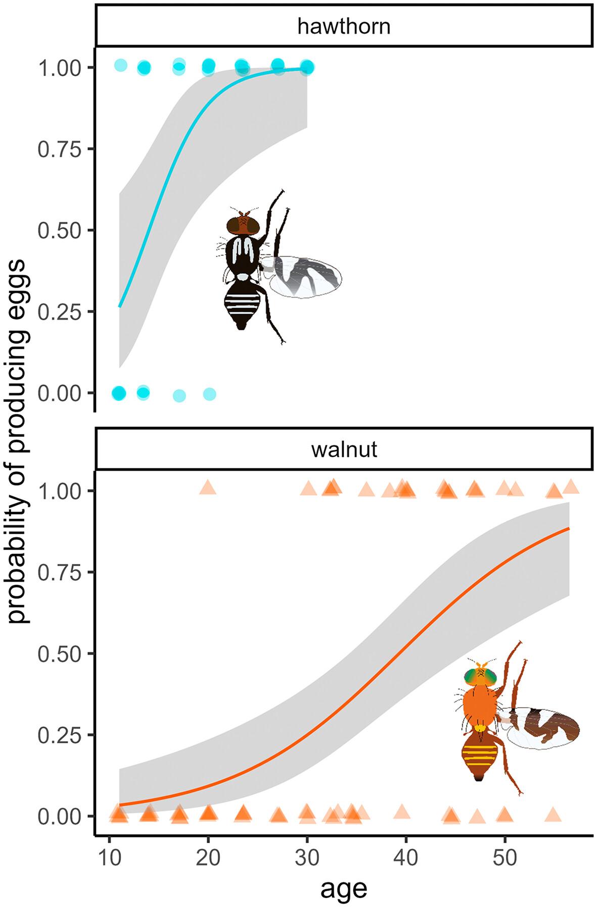 Species differences in reproductive timing and egg load in two fly species adapted to different host plants