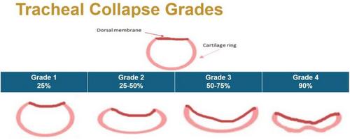 Tracheal collapse in equines: Diagnosis, management and surgical challenges