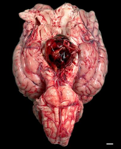 Diagnostic pathology of equine intracranial neoplasms