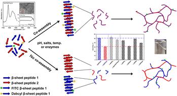 Investigating the co-assembly of amphipathic peptides