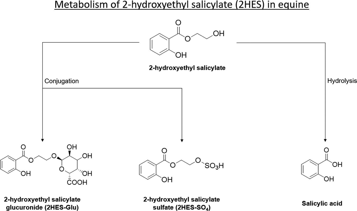 In Vivo Metabolic Studies of 2-Hydroxyethyl Salicylate in Horses