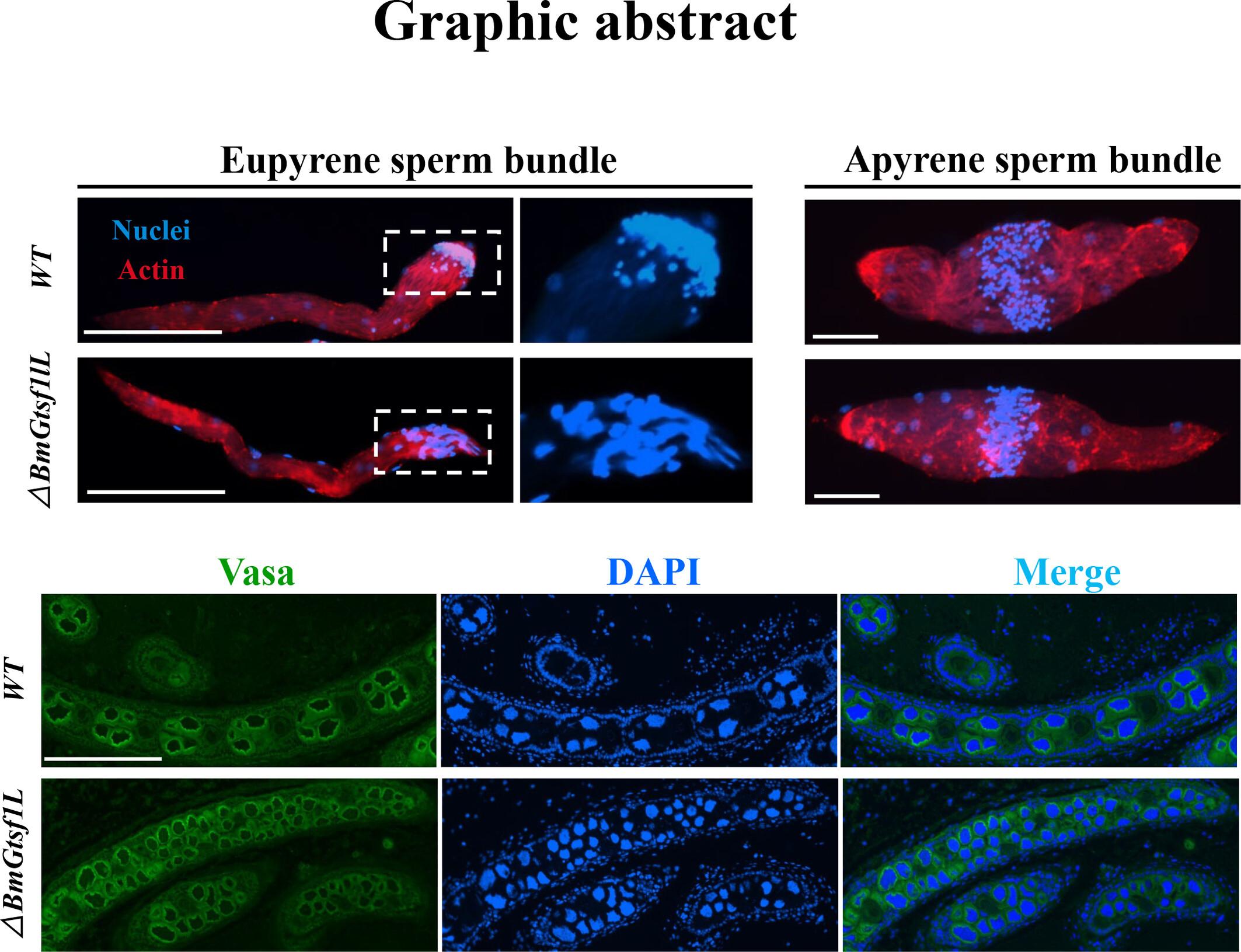 Depletion of Gtsf1L impairs development of eupyrene sperm and ovary in Bombyx mori