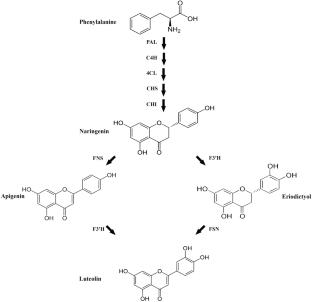 Artificial Neural Network Prediction and Elicitation of Flavones and Rosmarinic Acid in Teucrium polium Calli by Methyl Jasmonate and Nano-Sized TiO₂