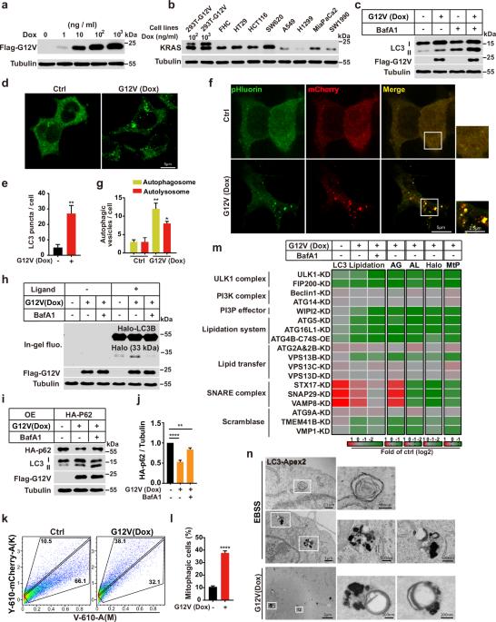 Oncogenic RAS induces a distinctive form of non-canonical autophagy mediated by the P38-ULK1-PI4KB axis