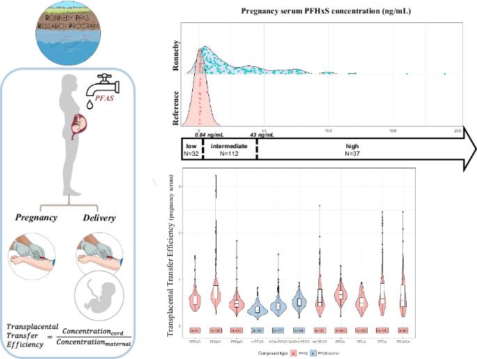 Transplacental transfer efficiency of perfluoroalkyl substances (PFAS) after long-term exposure to highly contaminated drinking water: a study in the Ronneby Mother-Child Cohort